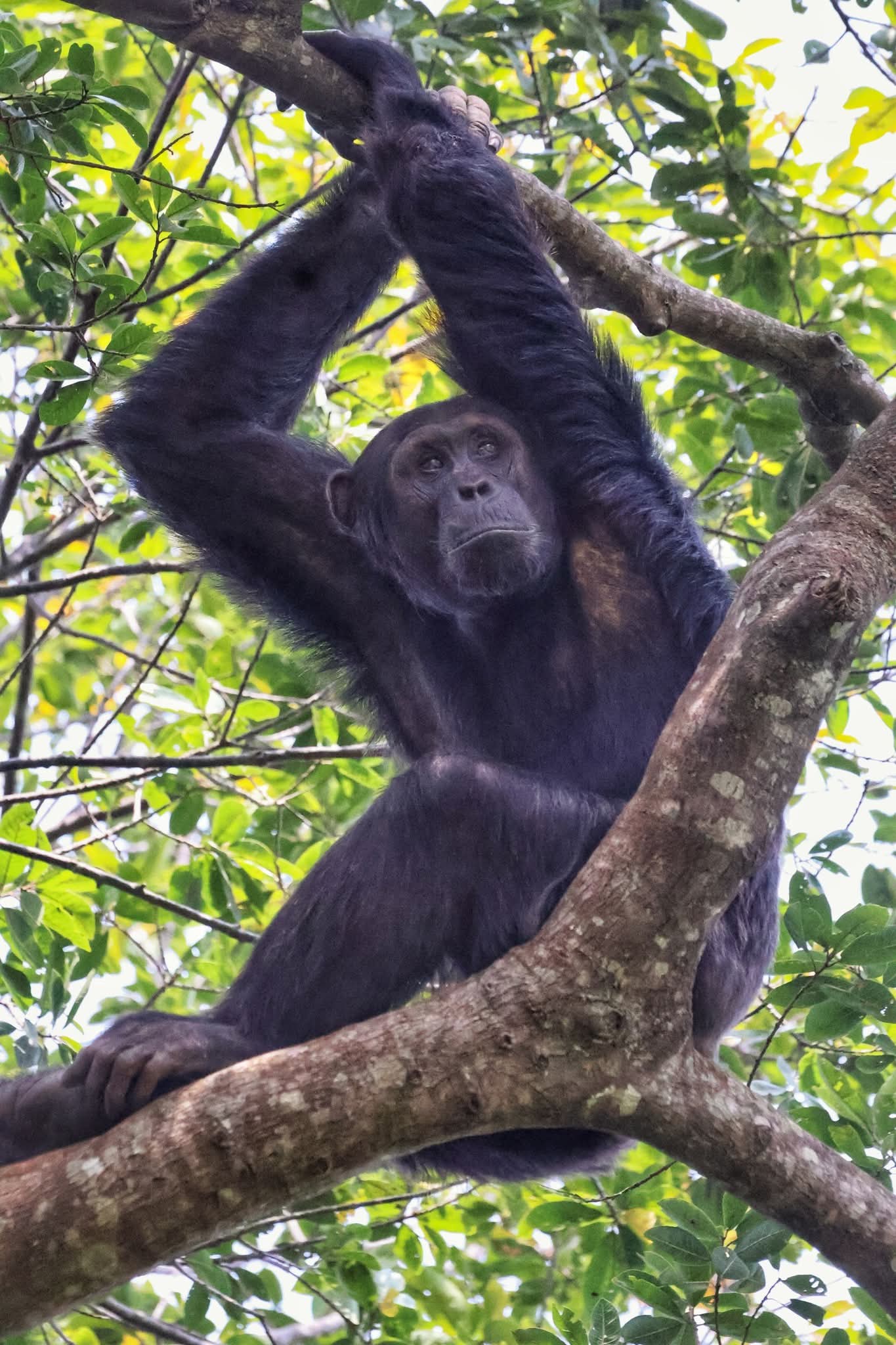Wild chimpanzee hanging from a tree branch in Kibale National Park, Uganda, during the best season for chimpanzee trekking and wildlife safaris.