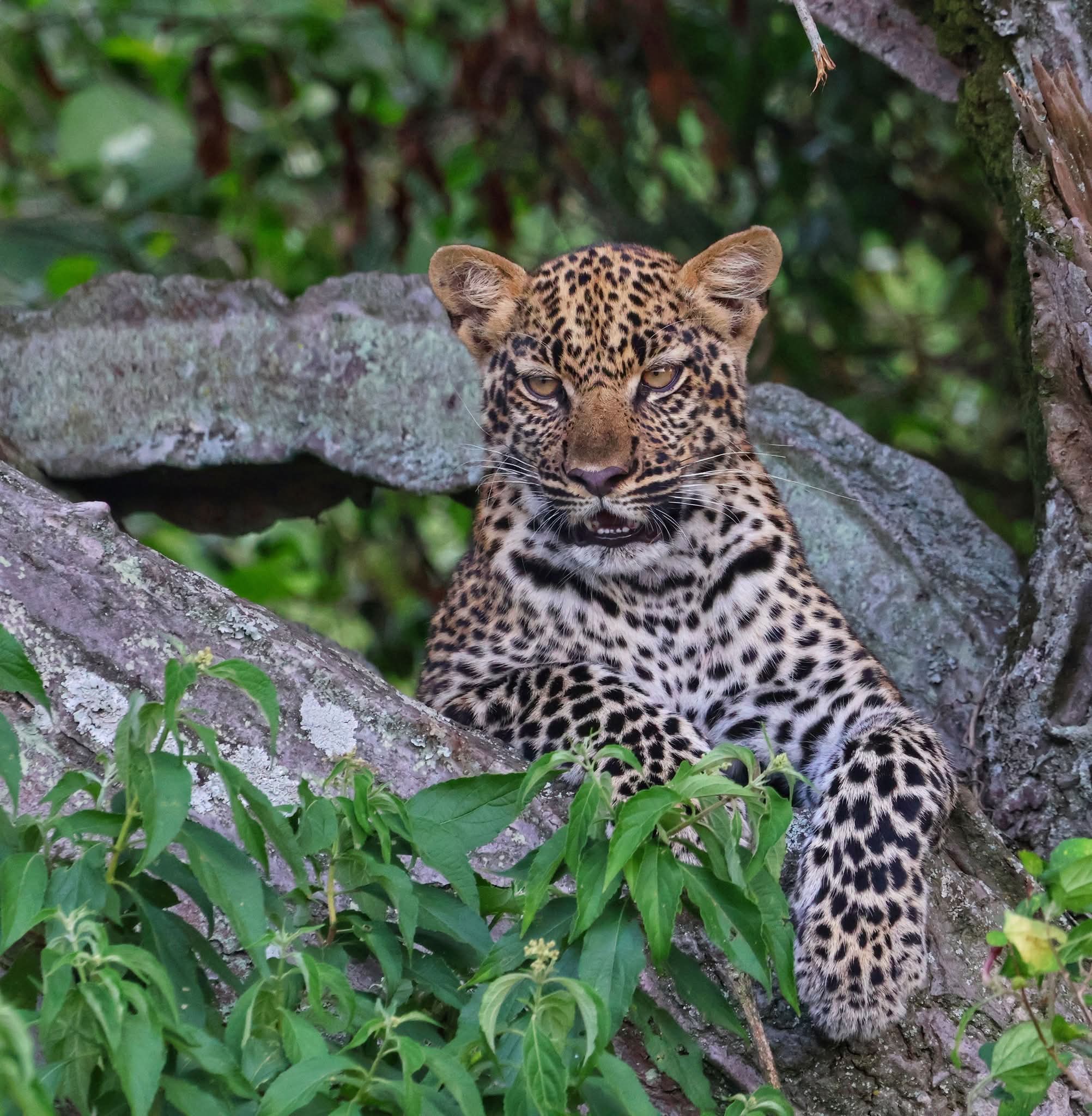 Leopard perched in a fig tree in Queen Elizabeth National Park, Uganda, facing forward during the dry season for excellent wildlife viewing.