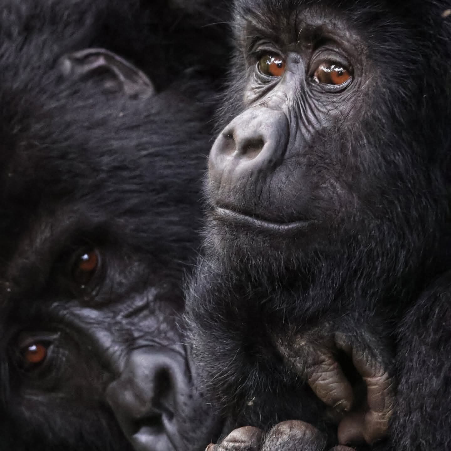 Tourists observing a mountain gorilla family during a close encounter in Bwindi Impenetrable National Park, Uganda.