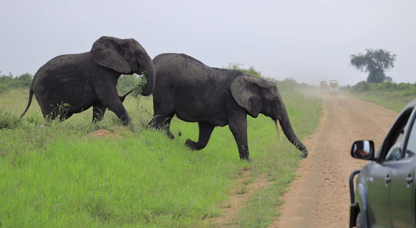 Two elephants crossing a road in Queen Elizabeth National Park, Uganda.