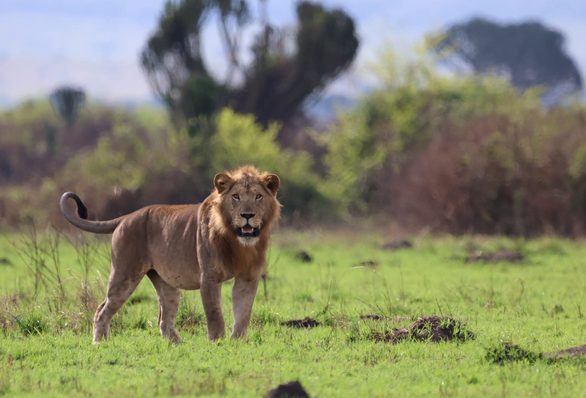 Wild lion approaching and facing guests on a safari game drive in a Uganda national park