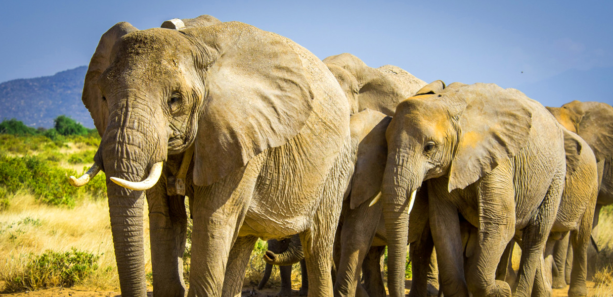 Herd of African elephants walking across the savannah in Queen Elizabeth National Park, Uganda.