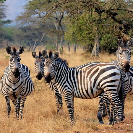 Herd of plains zebras grazing on the grasslands of Lake Mburo National Park, Uganda.