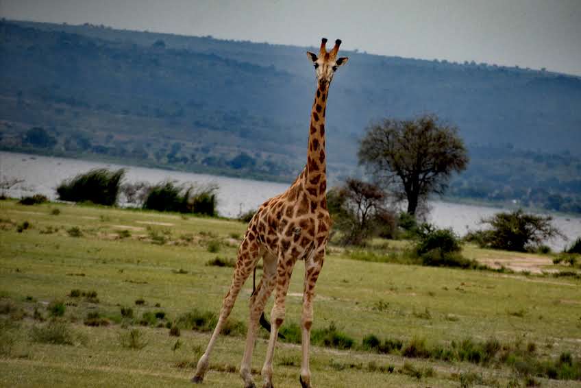 Giraffe spotted during a budget-friendly safari in Uganda’s national park