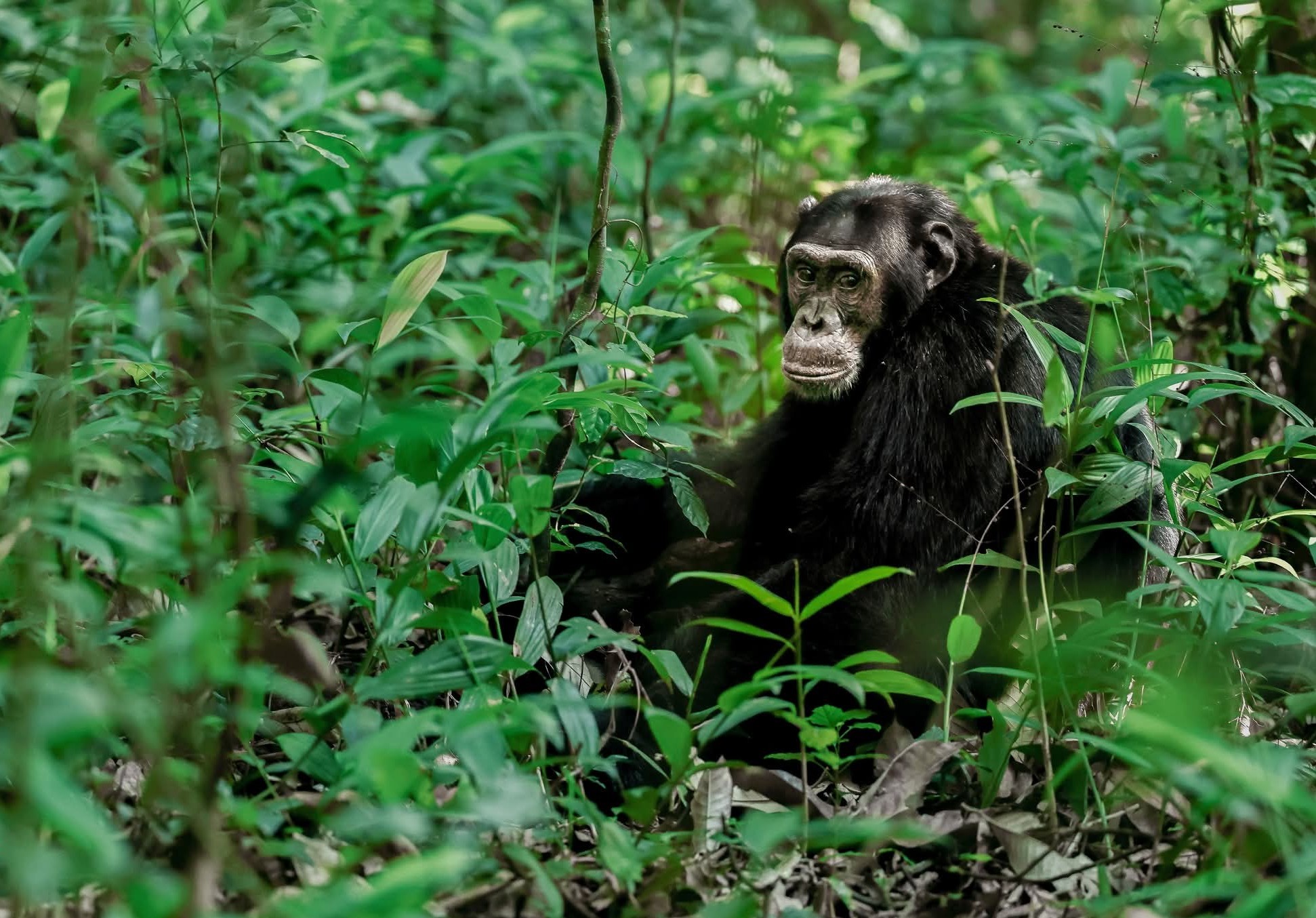 Chimpanzee trekking experience in Kibale National Park during a budget-friendly safari in Uganda