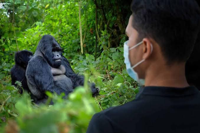 Guest wearing a face mask during gorilla trekking in Bwindi Impenetrable National Park, Uganda.