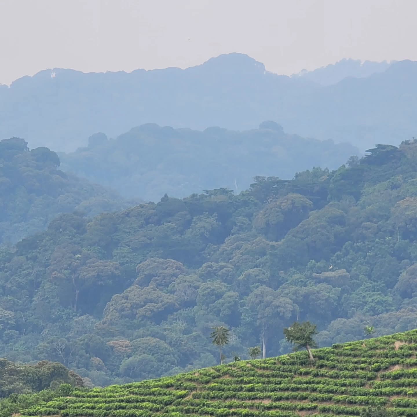 Morning mist covering Bwindi Impenetrable National Park before a gorilla trekking adventure.