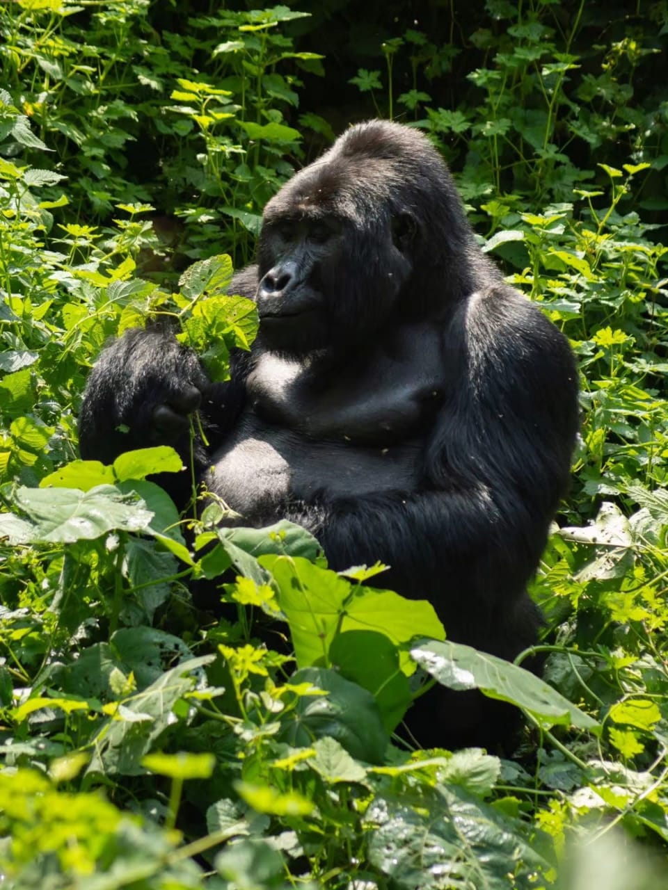 A quiet moment in the rainforest—watching a mountain gorilla enjoy its meal is a reminder that the greatest wildlife experiences happen on nature's terms.