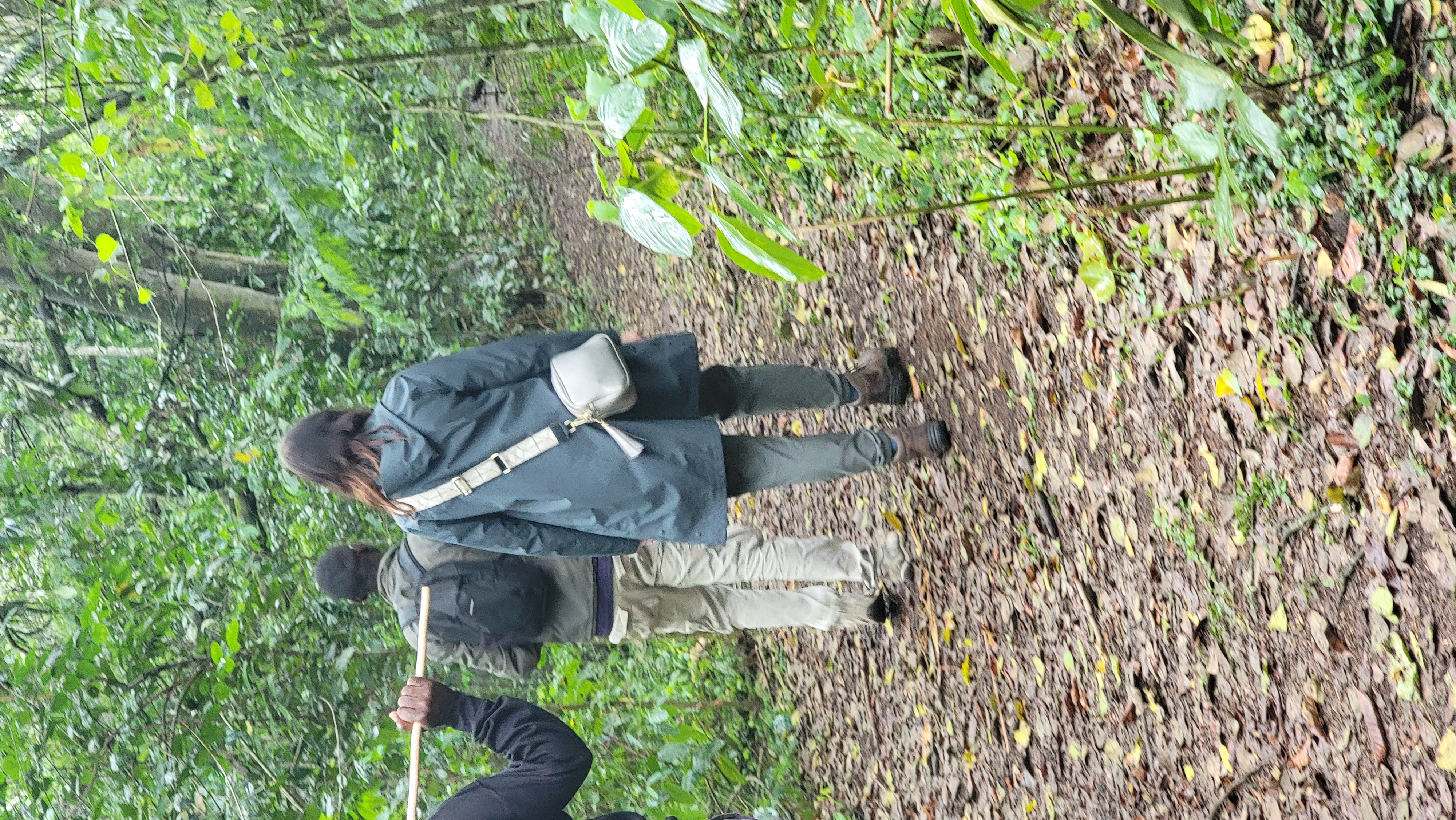 A traveler on nature walk in Bigodi wetland