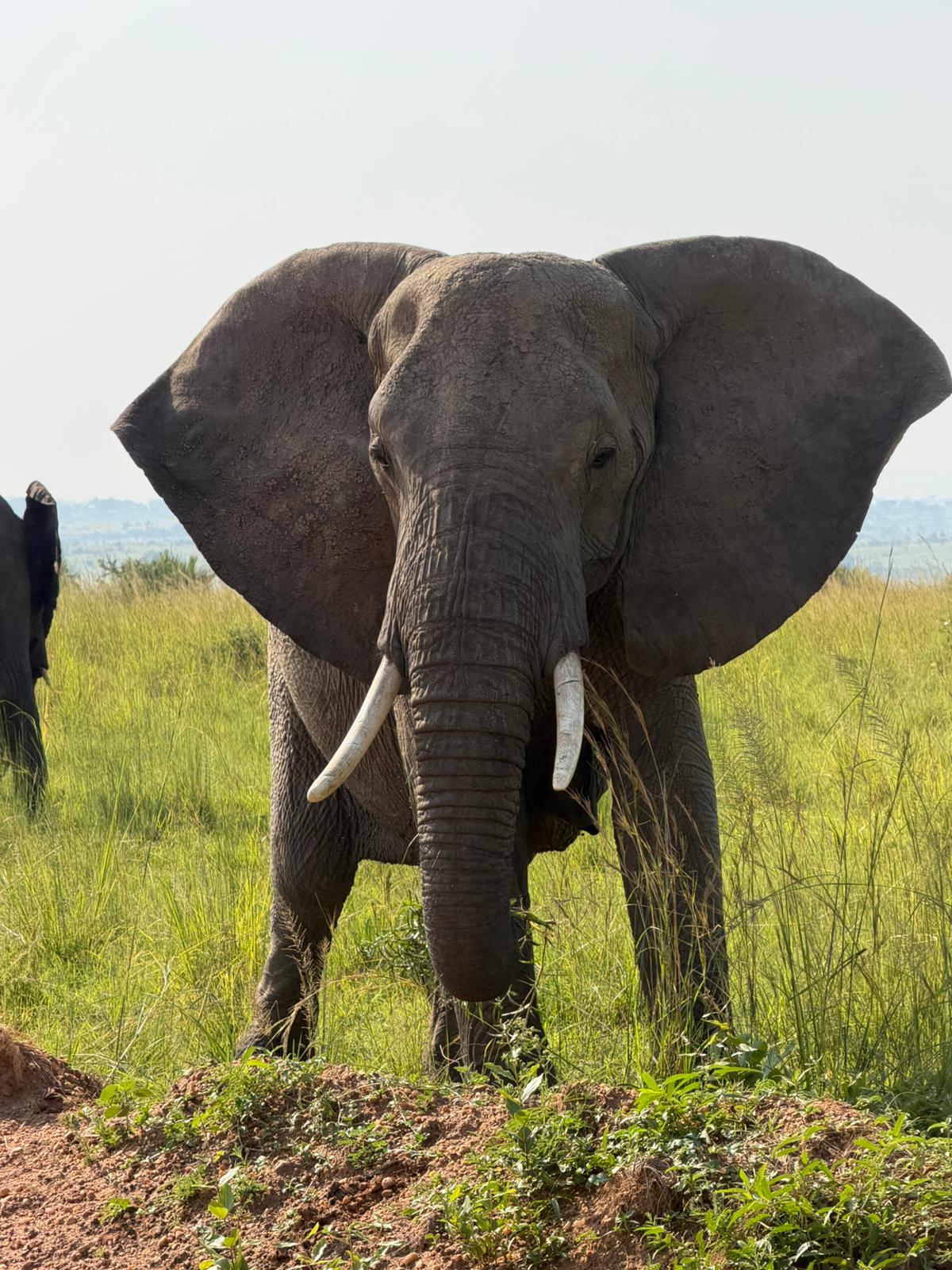 African elephant in Uganda’s wilderness during a wildlife safari.