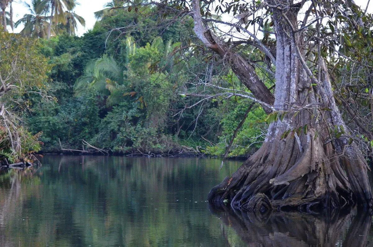 Riviera Nayarit Beyond the Resorts: What Most Visitors Miss 2 mangrove channels near San Blas