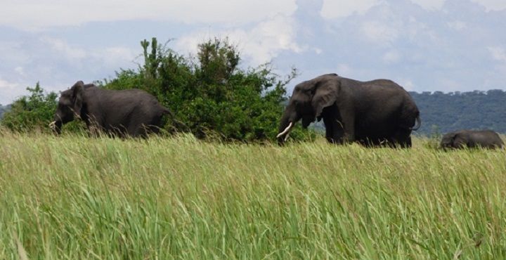 Elephants moving through tall grass, the kind of wildlife day many guests add after gorilla trekking