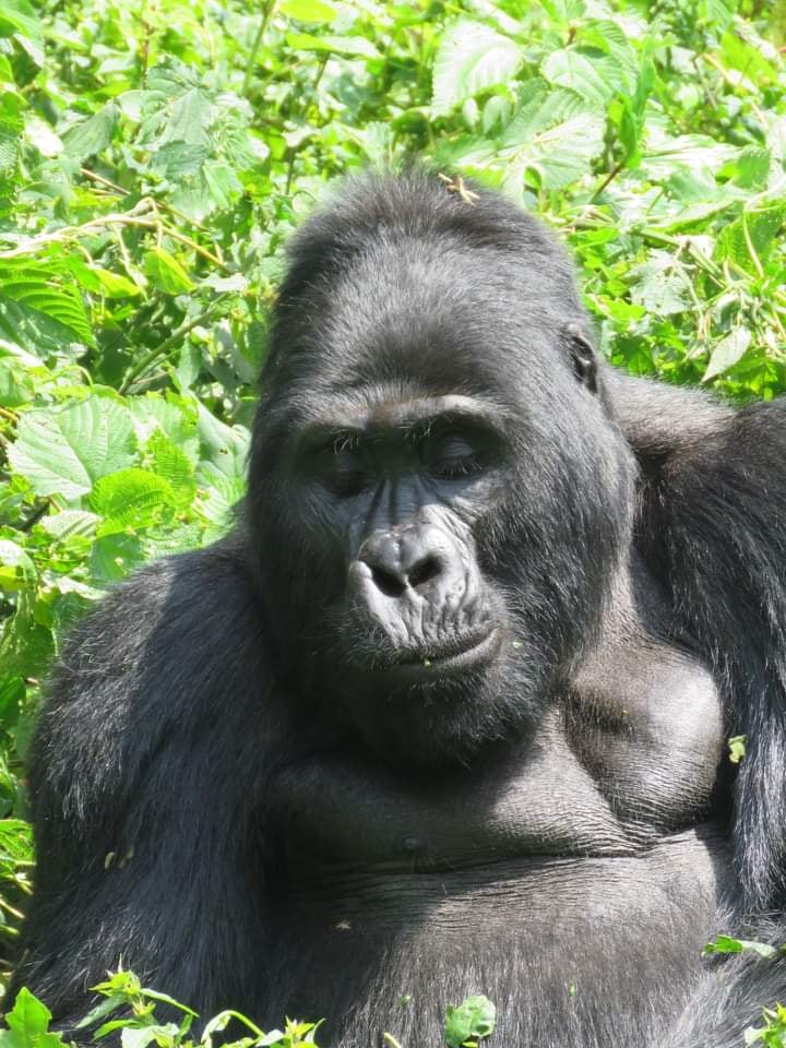 A close encounter with a silverback is the kind of moment guests describe as life-altering in their reviews