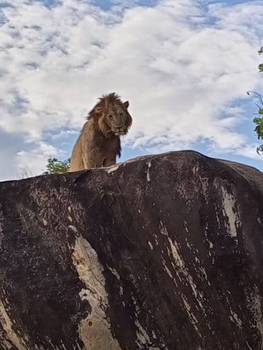 A male lion surveys the savanna from a rocky outcrop in Queen Elizabeth National Park