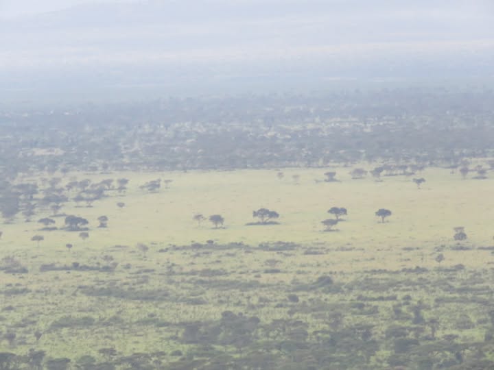 Aerial perspective of the savanna and scattered trees typical of Queen Elizabeth National Park's northern sector