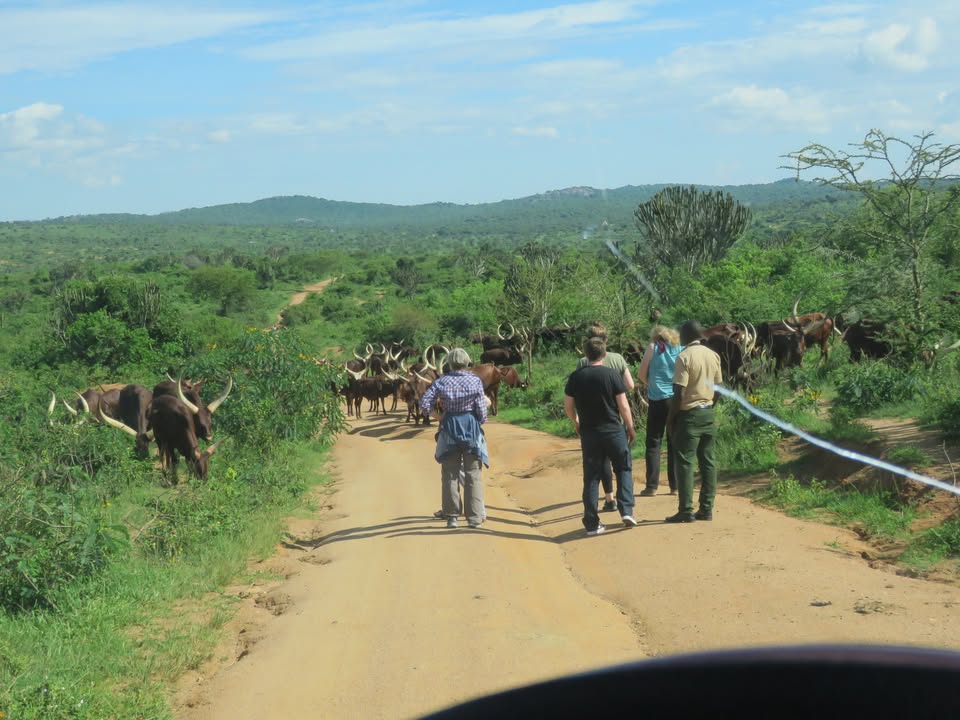 Tourists walk among Ankole cattle on a rural road, the kind of unscripted encounter that defines community-based safari experiences in Uganda