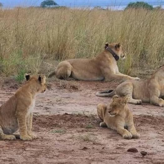 A collared lioness rests with three cubs in Queen Elizabeth National Park, where conservation efforts protect predator populations across the Ishasha and Kasenyi sectors