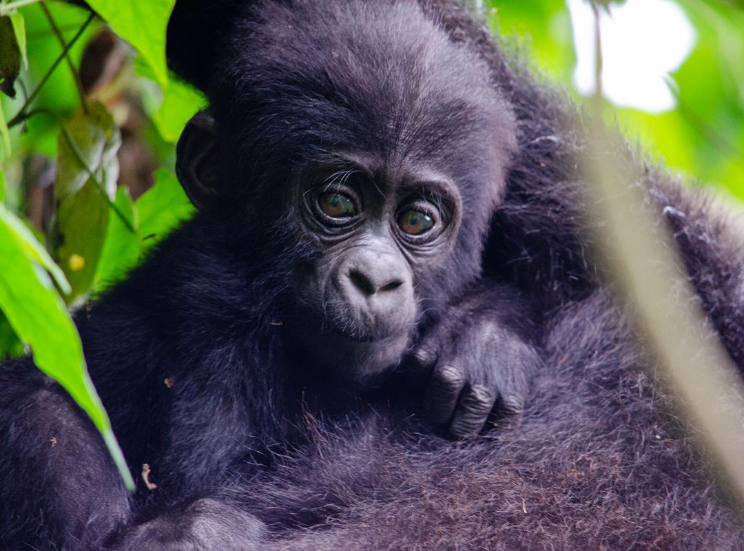 Tanzania Destination Gallery Seven