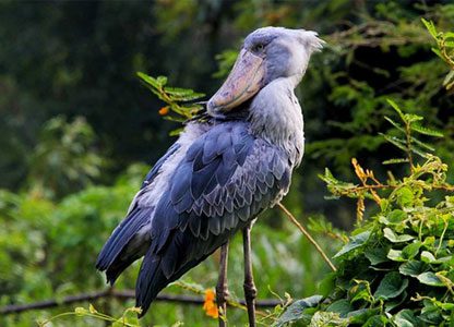 Birding-trip-to-Uganda