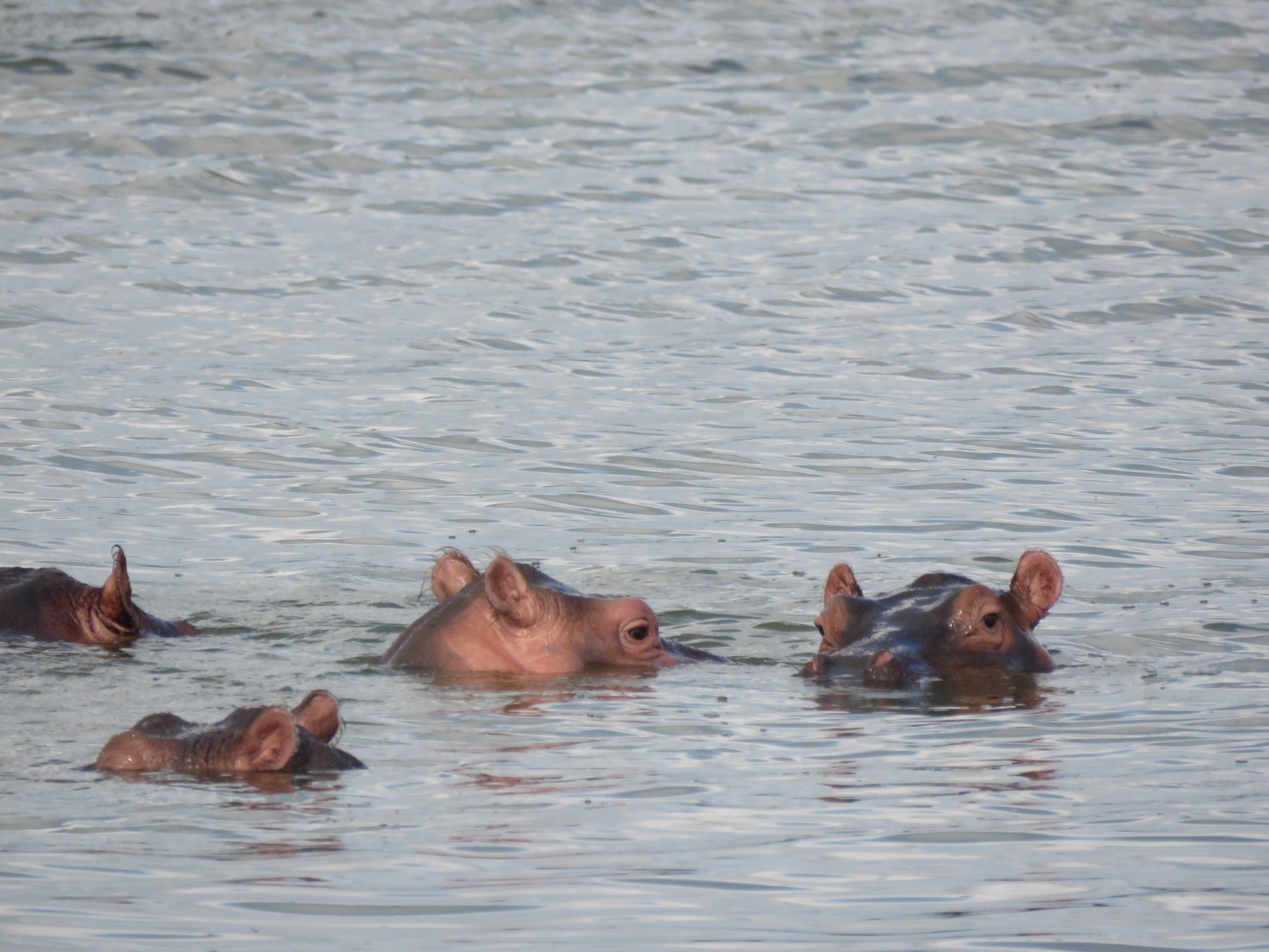 Hippos surface in the Kazinga Channel, a common sight from the Mweya Peninsula terrace