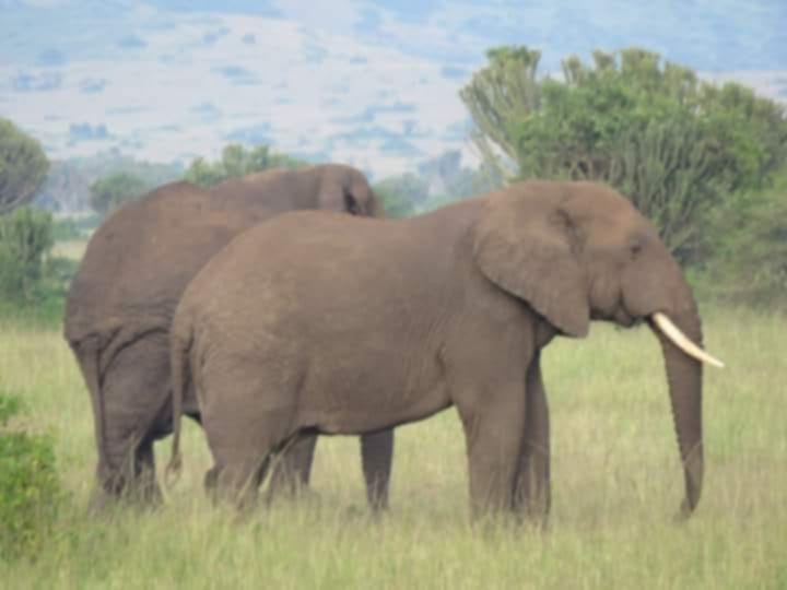 Two elephants graze in the savanna grasslands that define much of Queen Elizabeth National Park's landscape